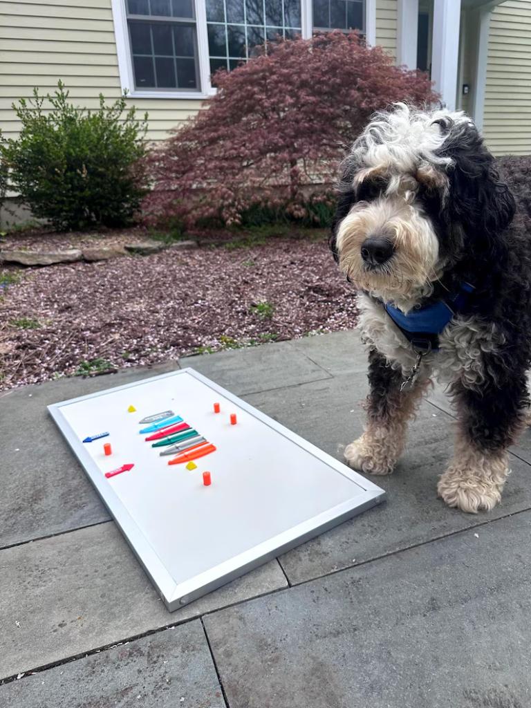 Kit on whiteboard with dog for scale